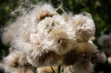 Fransa'da bir tarlada çiçekler ile closeup
