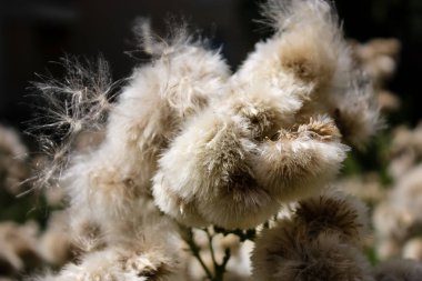 Fransa'da bir tarlada çiçekler ile closeup