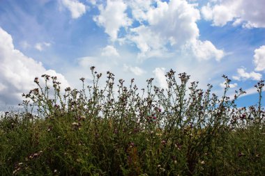 Doğa ve manzara Reims Fransa çevresinde bulutlu gökyüzü görünümü
