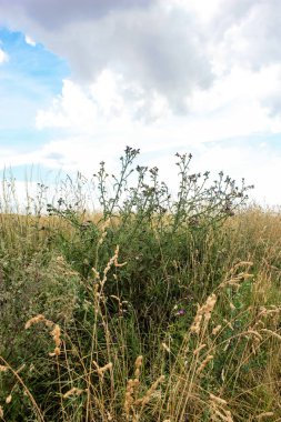 Doğa ve manzara Reims Fransa çevresinde bulutlu gökyüzü görünümü