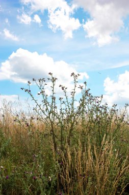 Doğa ve manzara Reims Fransa çevresinde bulutlu gökyüzü görünümü