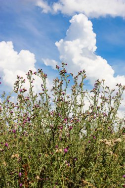 Doğa ve manzara Reims Fransa çevresinde bulutlu gökyüzü görünümü
