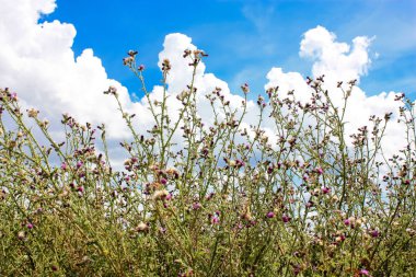 Doğa ve manzara Reims Fransa çevresinde bulutlu gökyüzü görünümü