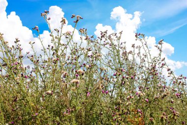 Doğa ve manzara Reims Fransa çevresinde bulutlu gökyüzü görünümü