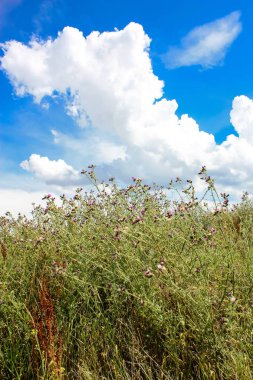 Doğa ve manzara Reims Fransa çevresinde bulutlu gökyüzü görünümü