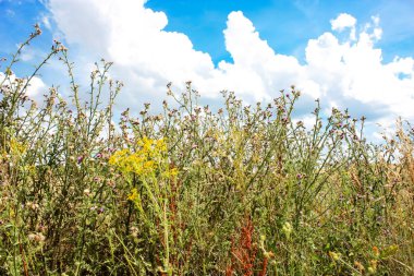 Doğa ve manzara Reims Fransa çevresinde bulutlu gökyüzü görünümü