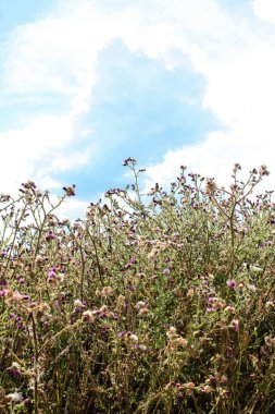 Doğa ve manzara Reims Fransa çevresinde bulutlu gökyüzü görünümü