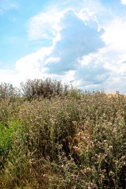 Doğa ve manzara Reims Fransa çevresinde bulutlu gökyüzü görünümü