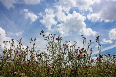 Doğa ve manzara Reims Fransa çevresinde bulutlu gökyüzü görünümü