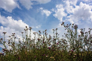 Doğa ve manzara Reims Fransa çevresinde bulutlu gökyüzü görünümü