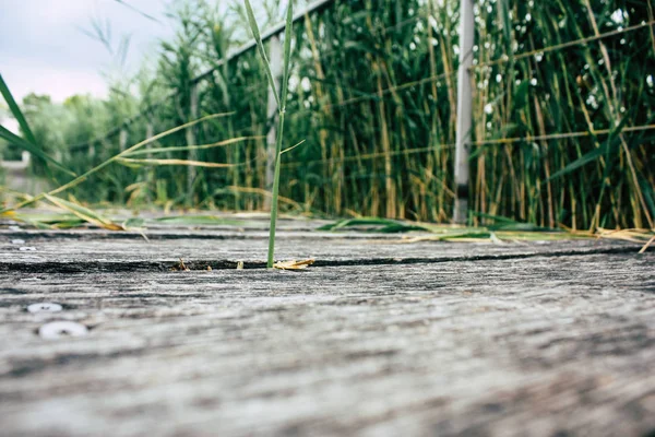 Fransa'da Reims yakınındaki zemin seviyesinden ahşap köprü görünümü