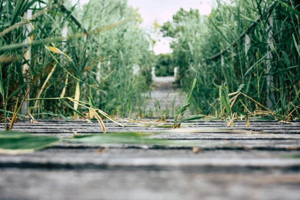 Fransa'da Reims yakınındaki zemin seviyesinden ahşap köprü görünümü