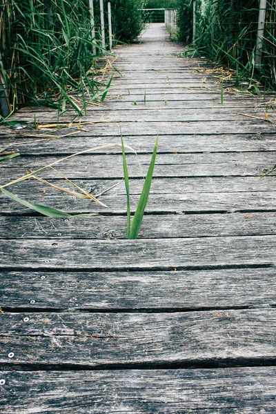 Fransa'da Reims yakınındaki zemin seviyesinden ahşap köprü görünümü