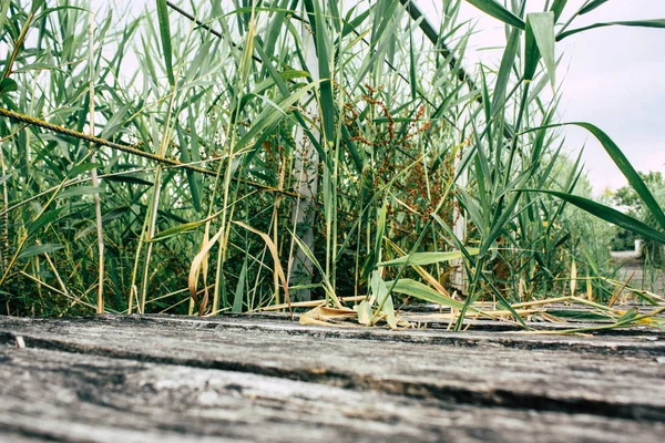 Fransa'da Reims yakınındaki zemin seviyesinden ahşap köprü görünümü