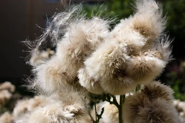 Fransa'da bir tarlada çiçekler ile closeup