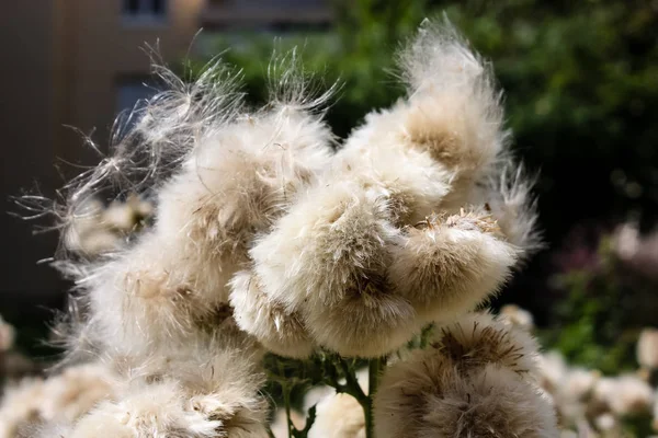 Fransa'da bir tarlada çiçekler ile closeup