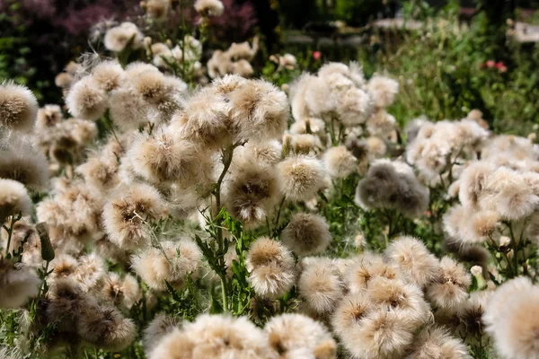 Fransa'da bir tarlada çiçekler ile closeup
