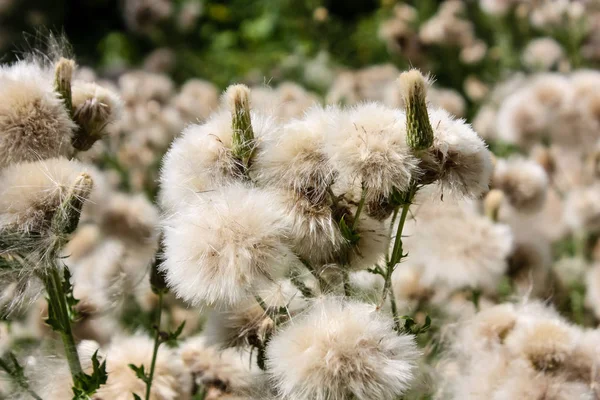 Fransa'da bir tarlada çiçekler ile closeup