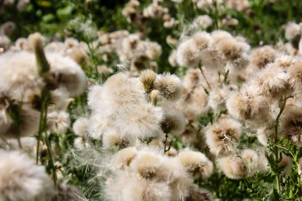 Primer Plano Las Flores Campo Francia — Foto de Stock