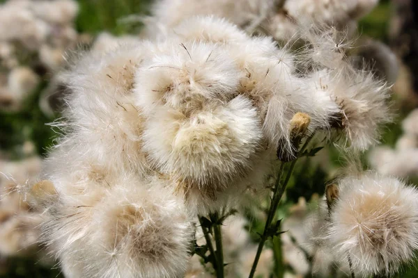 Fransa'da bir tarlada çiçekler ile closeup