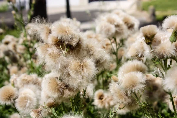 Fransa'da bir tarlada çiçekler ile closeup