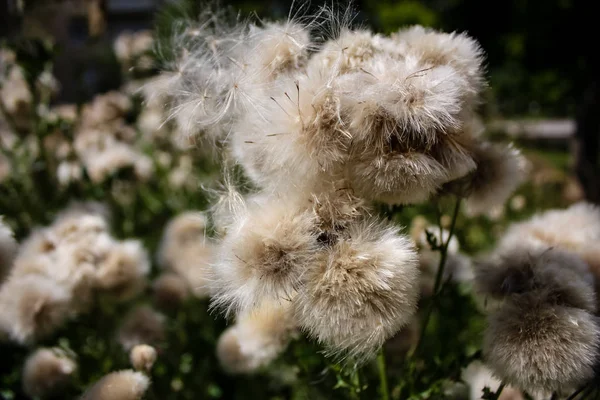 Fransa'da bir tarlada çiçekler ile closeup