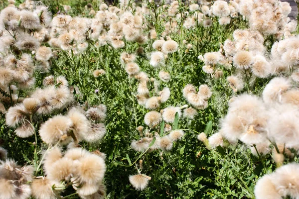 Fransa'da bir tarlada çiçekler ile closeup