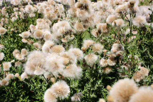 Fransa'da bir tarlada çiçekler ile closeup