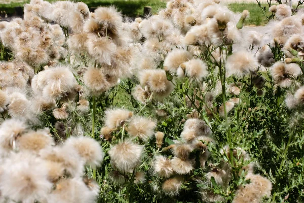 Fransa'da bir tarlada çiçekler ile closeup