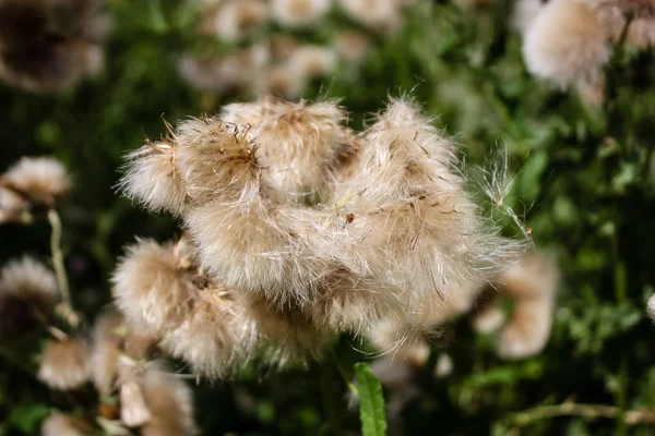 Fransa'da bir tarlada çiçekler ile closeup