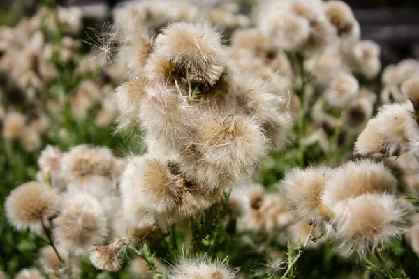 Fransa'da bir tarlada çiçekler ile closeup