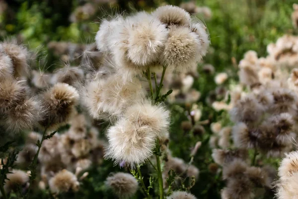 Fransa'da bir tarlada çiçekler ile closeup