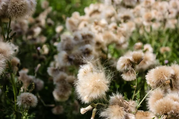 Fransa'da bir tarlada çiçekler ile closeup