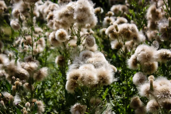 Närbild Med Blommor Ett Fält Frankrike — Stockfoto