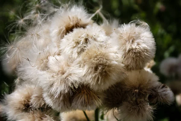 Fransa'da bir tarlada çiçekler ile closeup