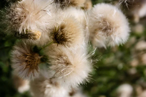Fransa'da bir tarlada çiçekler ile closeup