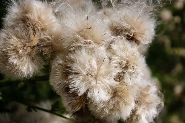 Fransa'da bir tarlada çiçekler ile closeup