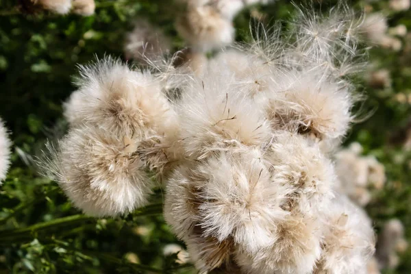 Fransa'da bir tarlada çiçekler ile closeup