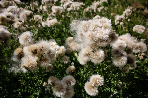 Nahaufnahme Weißer Blumen Auf Einem Feld Frankreich — Stockfoto