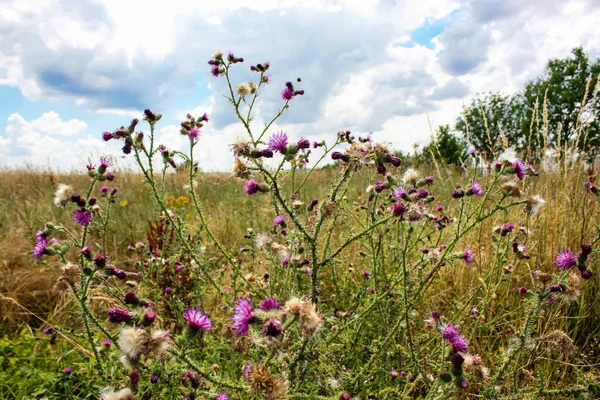 Fransa'da doğada Bumblebees portre ve mor çiçekler