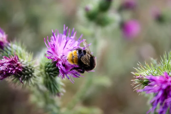 Stock image Closeup of Bumblebees and purple flowers in the nature in France