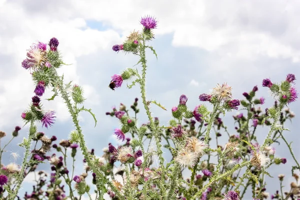 Fransa'da doğada Bumblebees portre ve mor çiçekler
