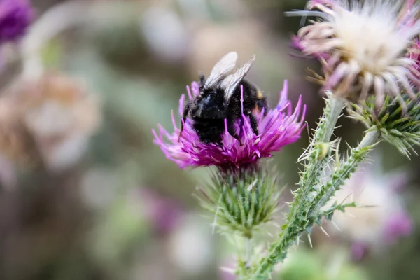 Fransa'da doğada Bumblebees portre ve mor çiçekler