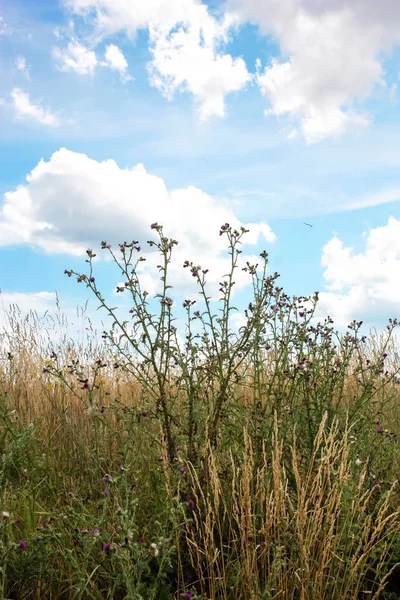 Doğa ve manzara Reims Fransa çevresinde bulutlu gökyüzü görünümü