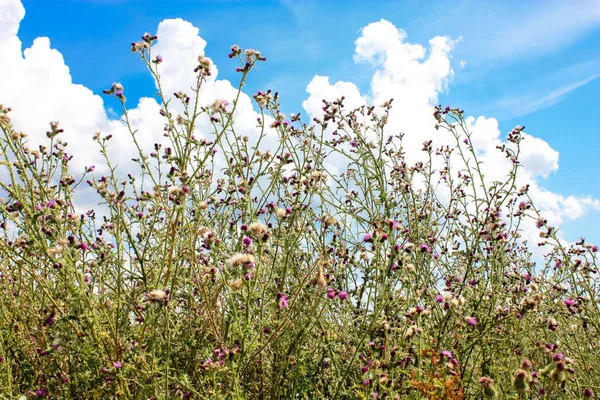 Doğa ve manzara Reims Fransa çevresinde bulutlu gökyüzü görünümü