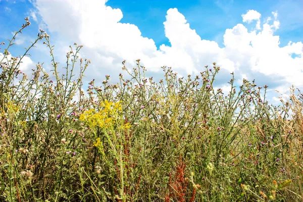 Doğa ve manzara Reims Fransa çevresinde bulutlu gökyüzü görünümü