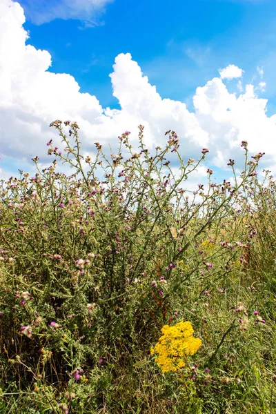 Doğa ve manzara Reims Fransa çevresinde bulutlu gökyüzü görünümü