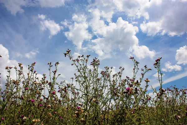 Doğa ve manzara Reims Fransa çevresinde bulutlu gökyüzü görünümü