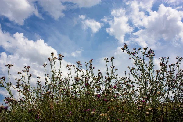 Doğa ve manzara Reims Fransa çevresinde bulutlu gökyüzü görünümü