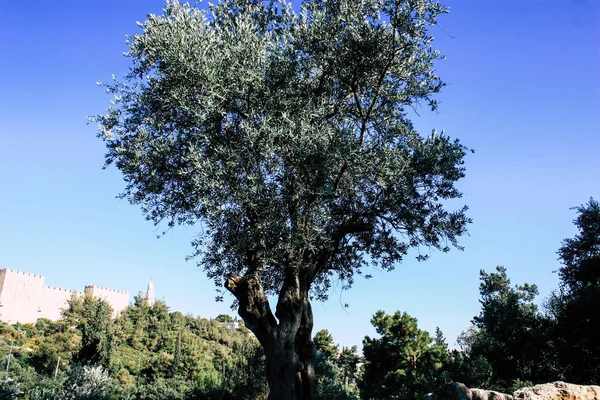Вид Сад Тедди Парк Фонтан Иерусалиме Израиль — стоковое фото